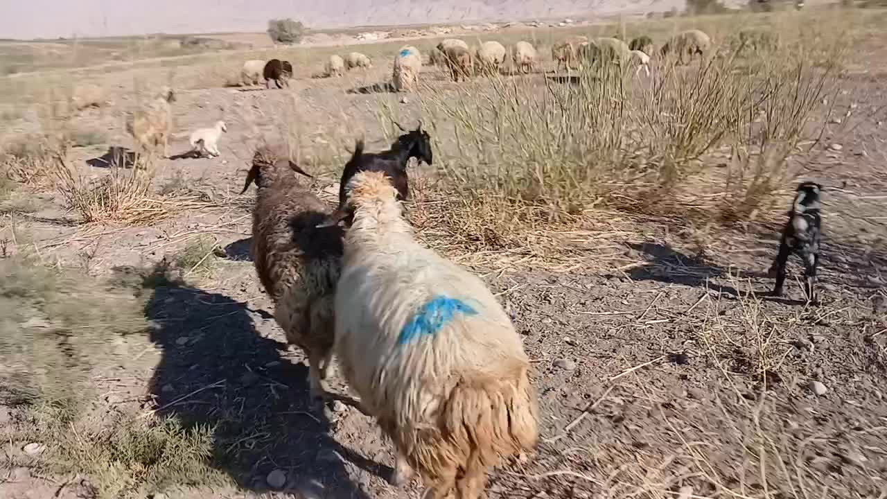 بز و بزغاله|حیوانات مزرعه|چوار, |دیوار