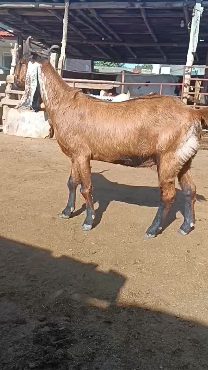 فروش بز|حیوانات مزرعه|سیمین شهر, |دیوار