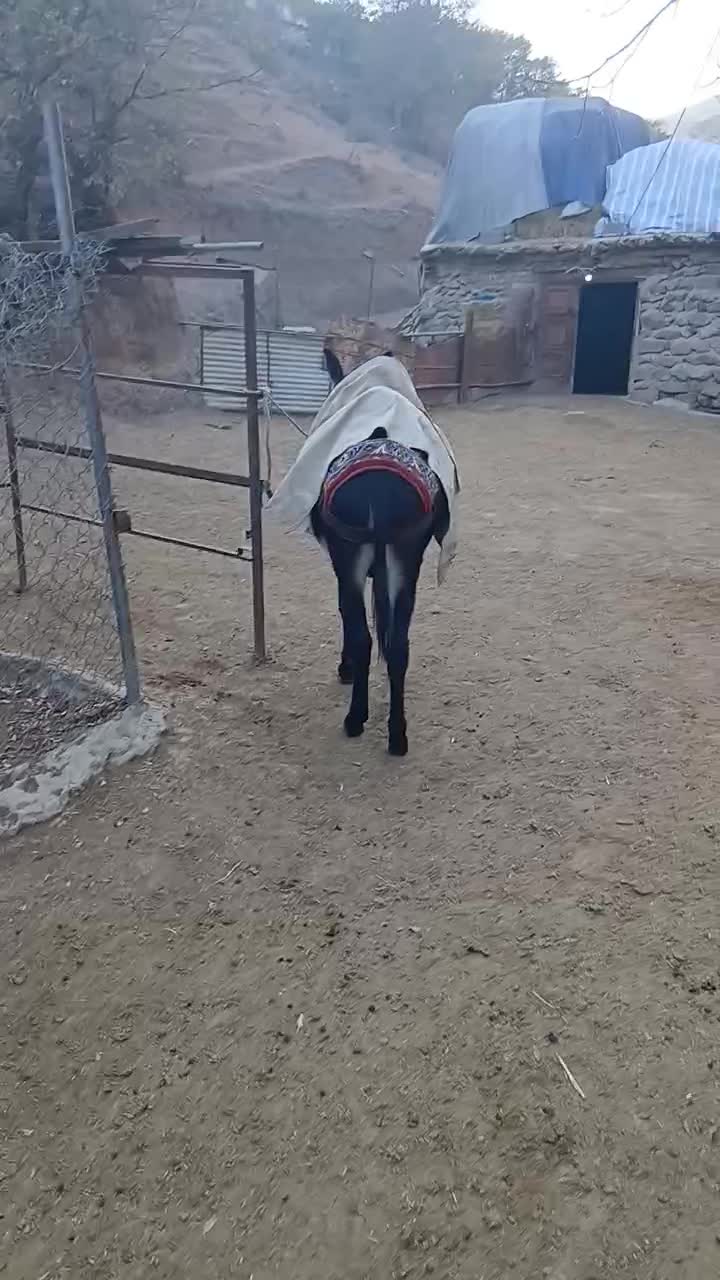 الاق نر جوان|حیوانات مزرعه|رودبار, |دیوار