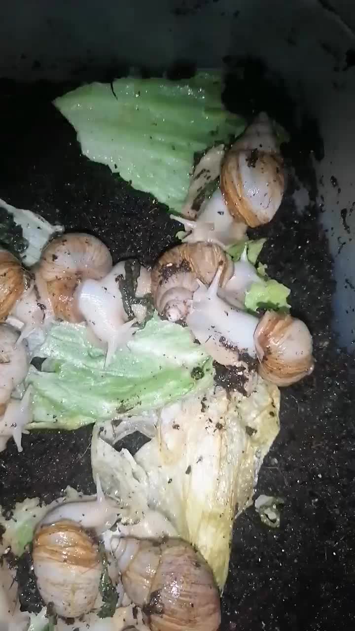 حلزون آچاتینا افریقایی البینو|خزنده|اصفهان, خانه اصفهان|دیوار