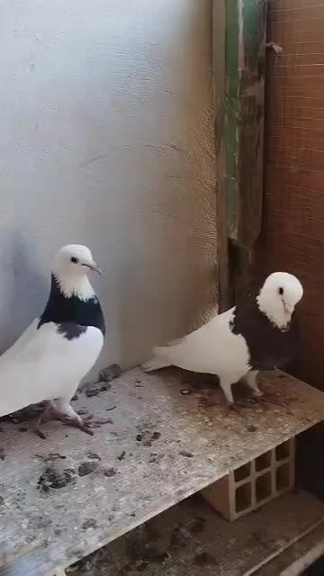 کفتر طوقی و ساده|پرنده|چابهار, |دیوار