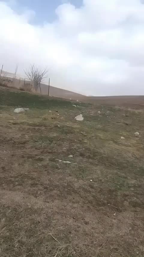 کره نریون|اسب و تجهیزات اسبسواری|خرمآباد, |دیوار