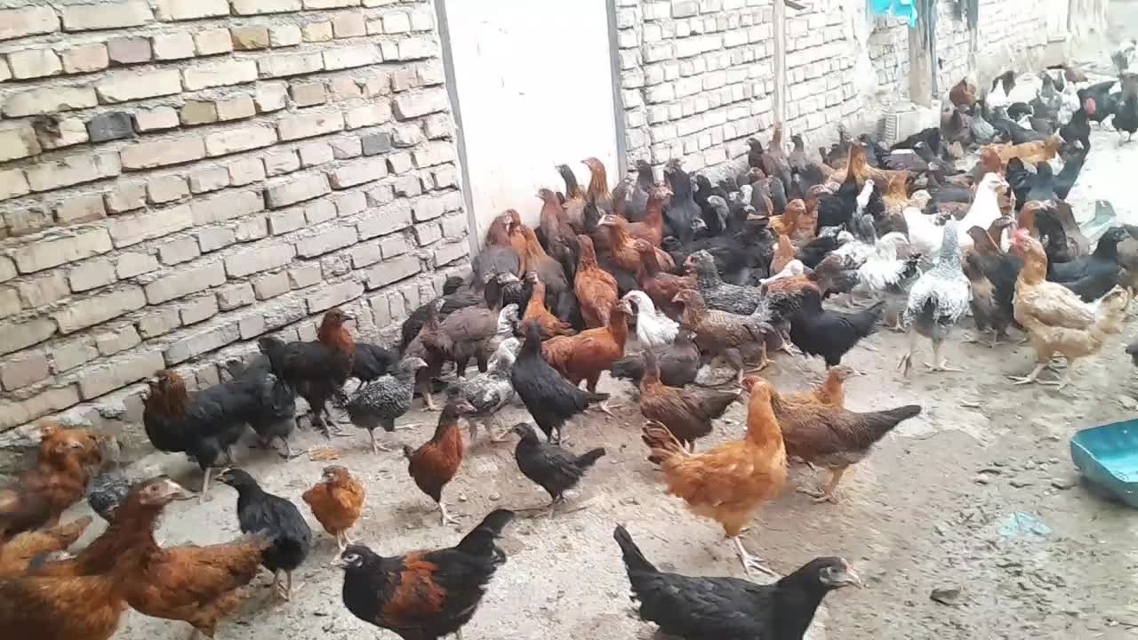 فروش مرغ جوجه|حیوانات مزرعه|مرند, |دیوار