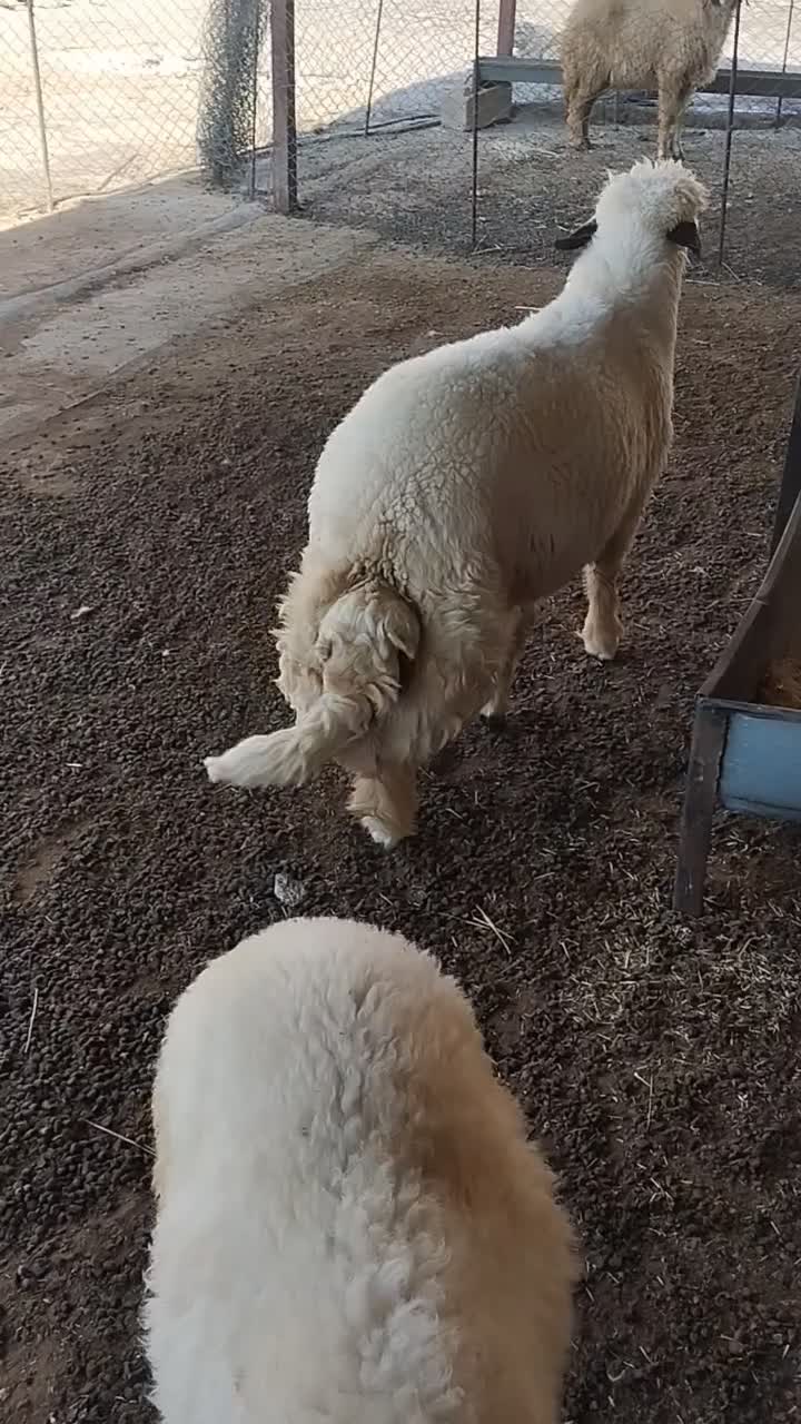 بره قوچ سنجابی|حیوانات مزرعه|چرداول, |دیوار