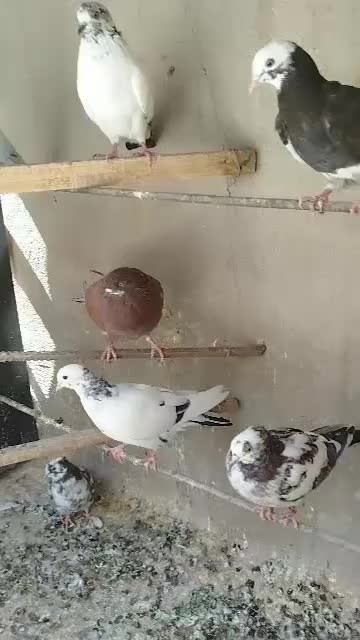 گرفتنی جوجه و کهنه8تا|پرنده|قم, دورشهر|دیوار