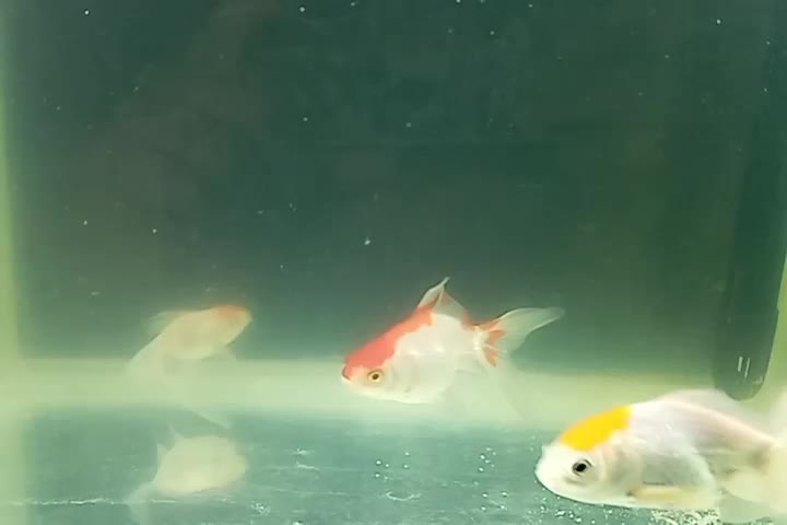 ماهی گلدفیش تاج دار و باله بلند|ماهی|کاشان, گارزگاه|دیوار