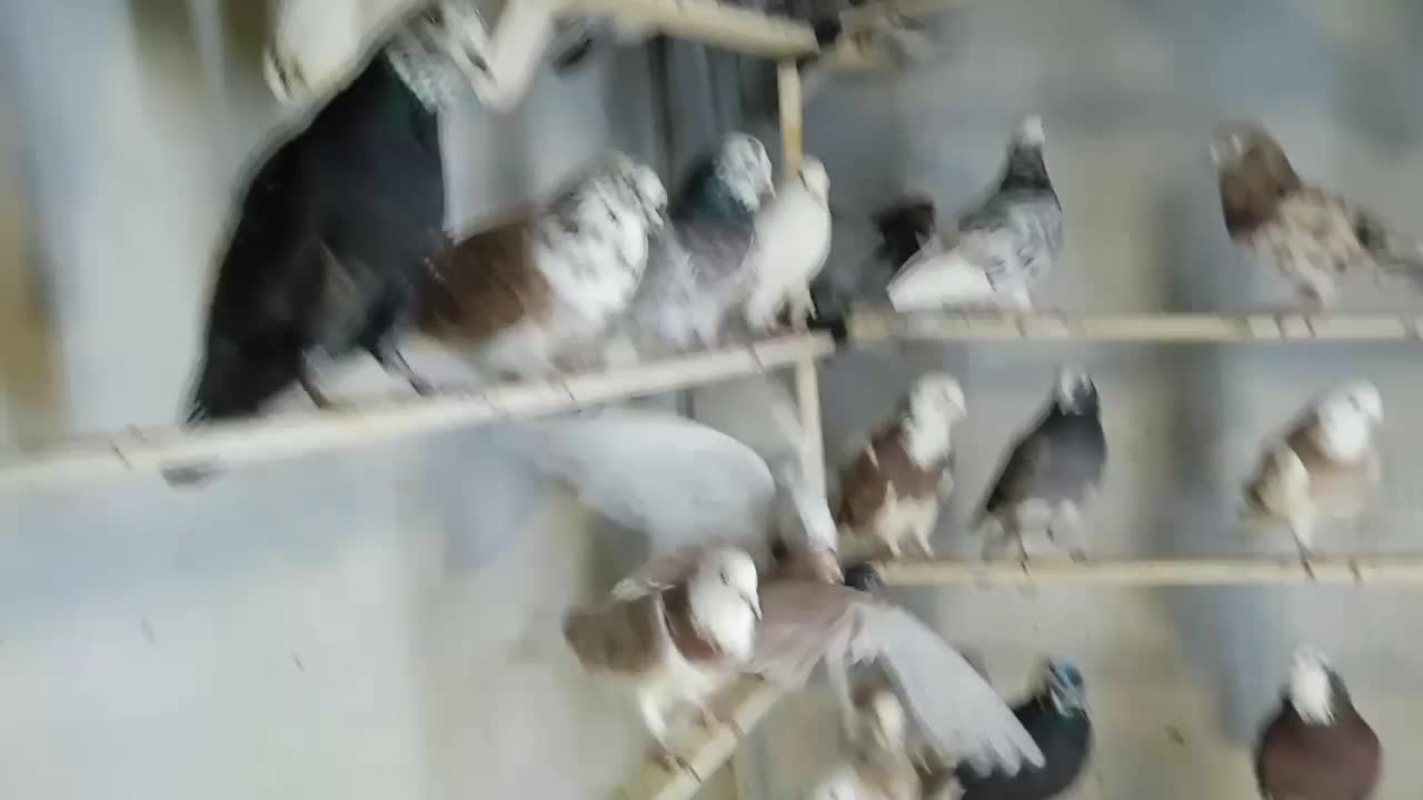 کفتر و کبوتر زمینی و پرشی|پرنده|اسلام‌شهر, شهرک مفیدی|دیوار