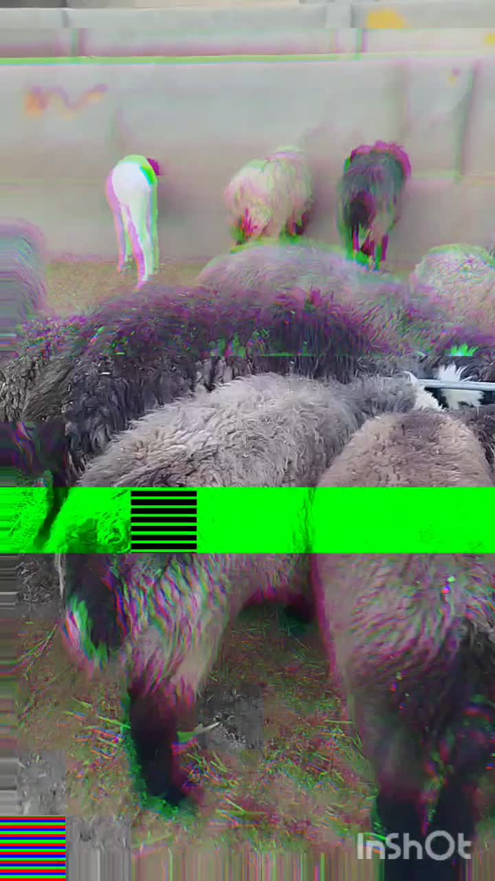 فروش 42 عدد شیشک میش داشتی روزگاری|حیوانات مزرعه|فسا, |دیوار