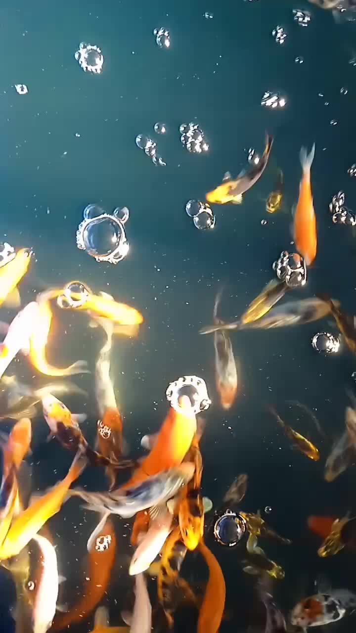 ماهی کوی|ماهی|مشهد, شهرک صنعتی توس|دیوار