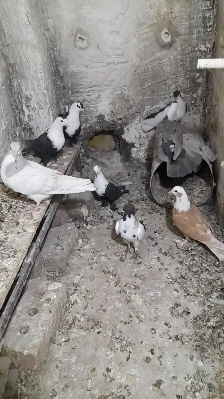 جوجه وجوونه وجفتگاهی خوشگل|پرنده|نیشابور, مدرس|دیوار