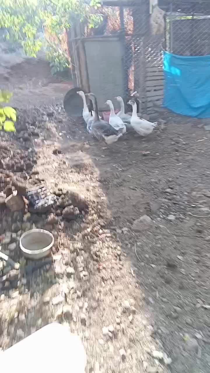 غاز محلی  یکی قوغاز|حیوانات مزرعه|نمشیر, |دیوار