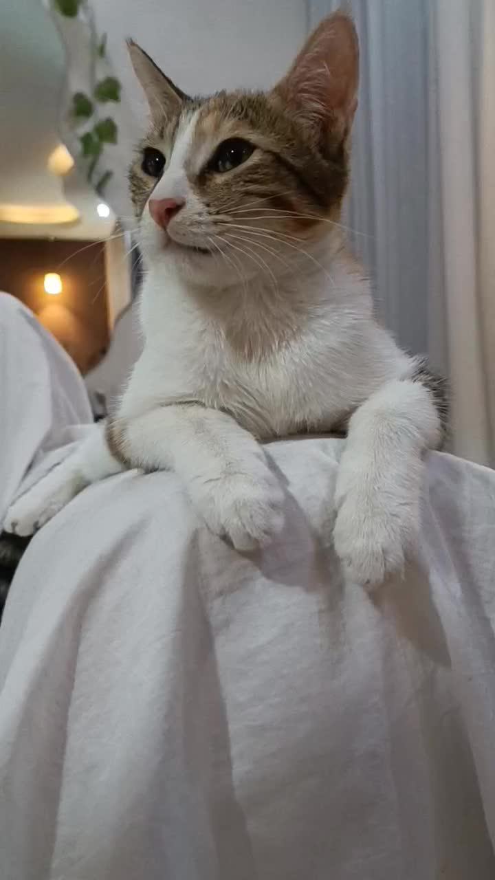 واگذاری گربه|گربه|شاهینشهر, شهرک امام علی|دیوار