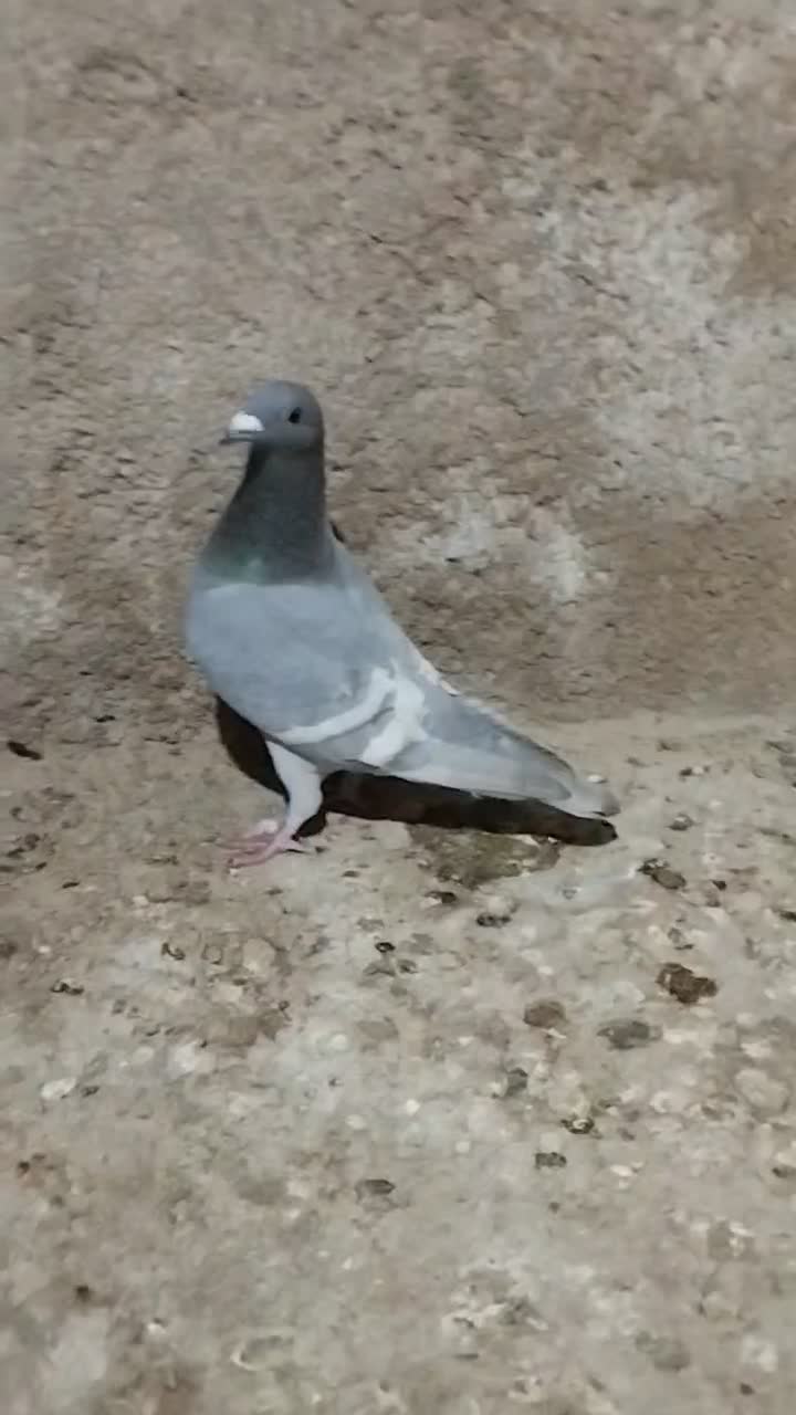 پلاکی رگ سفید|پرنده|برازجان, |دیوار