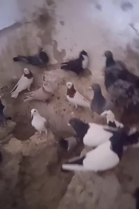 600000|پرنده|کرباسک, |دیوار