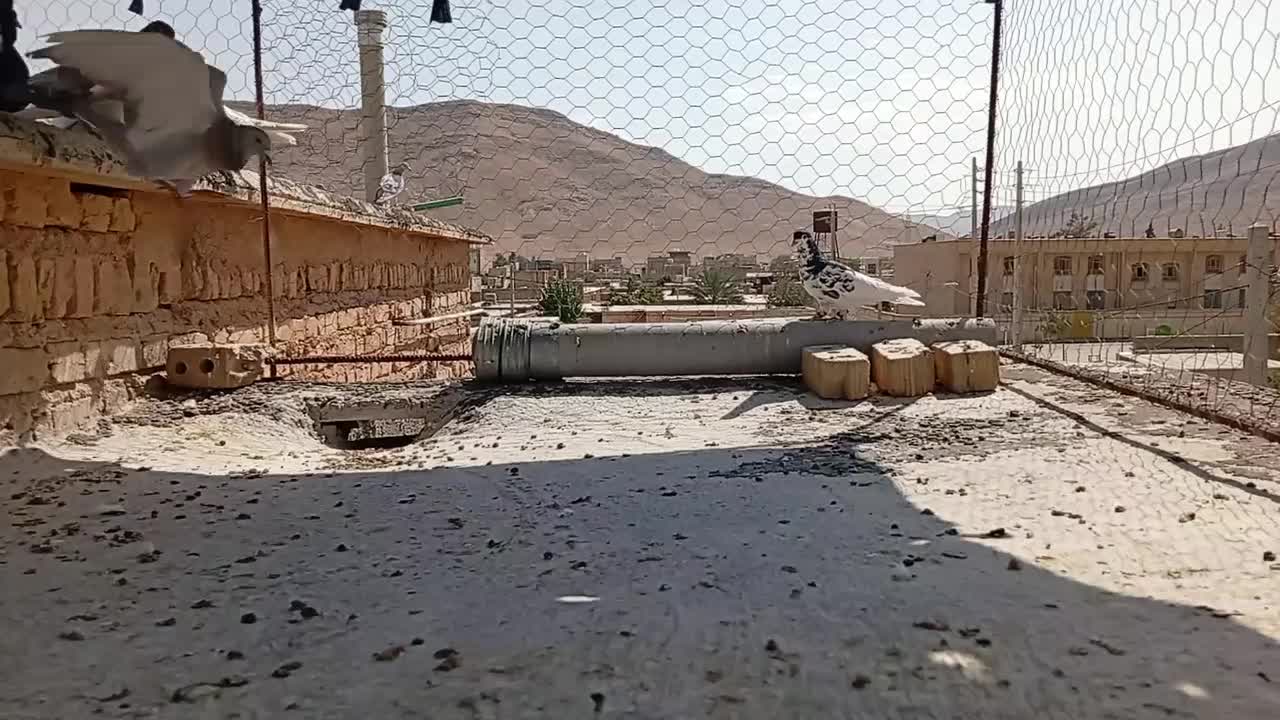 کبوتر|پرنده|شیراز, سینما سعدی|دیوار
