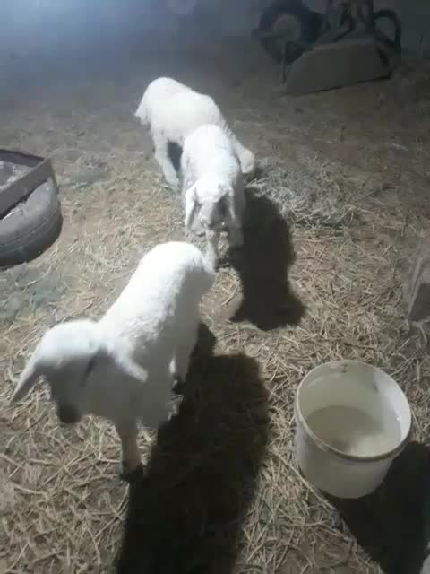 سلام ۳عدد بره۱نروماده ۲ عدد جفت ۱۵۰ قمیت|حیوانات مزرعه|کارون, |دیوار