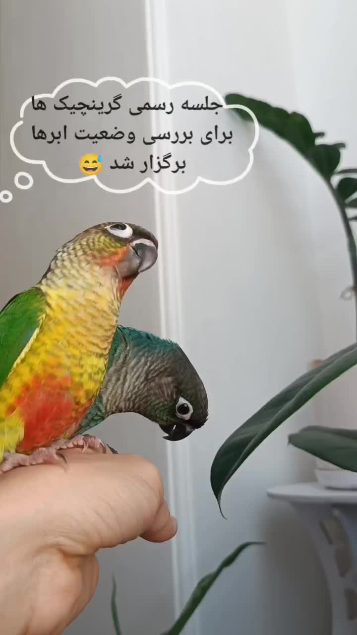گرینچیک دستی دونخور نژاد سخنگو گیرینچیک خانگی|پرنده|تهران, چیتگر جنوبی|دیوار