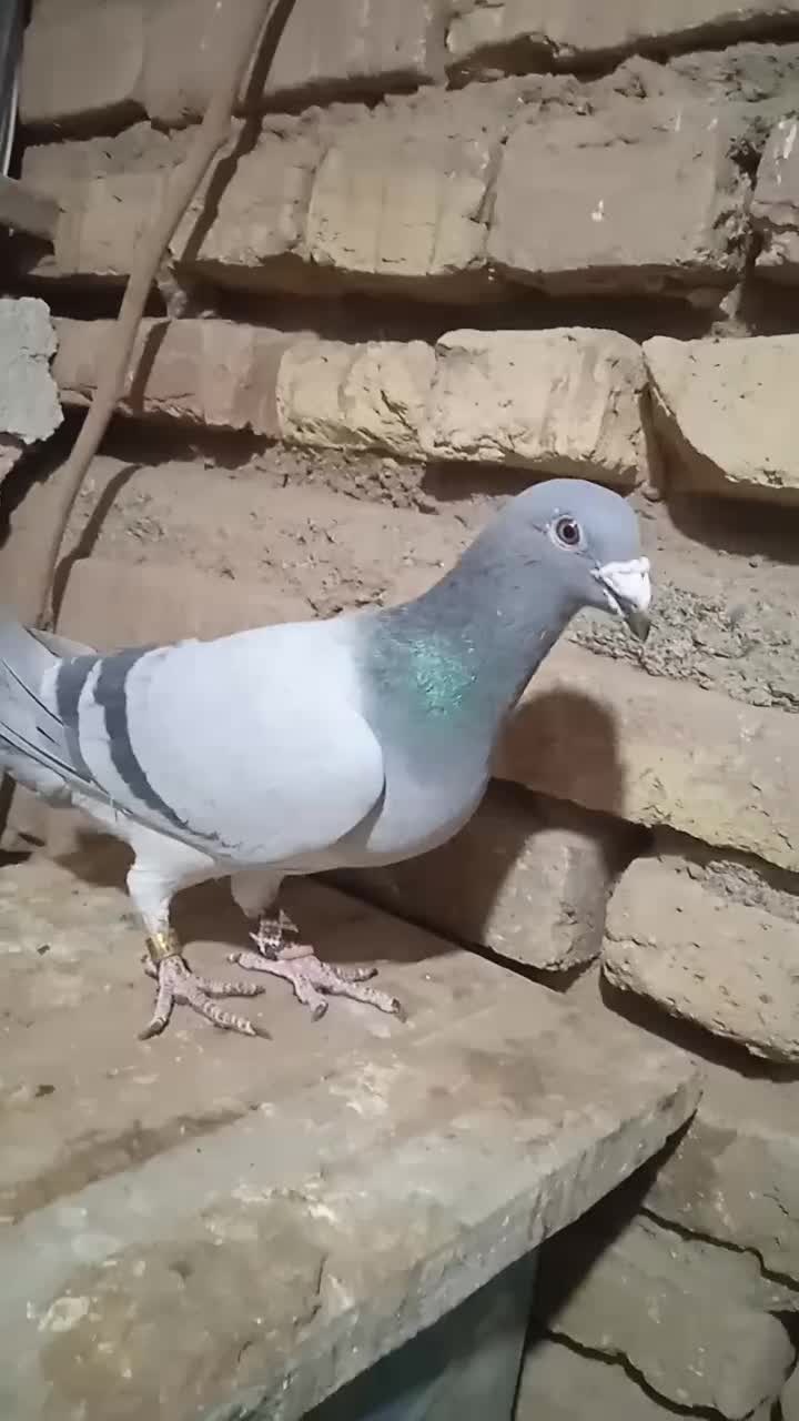 بار کفتر 200|لوازم جانبی حیوانات|سبزوار, پیروزی|دیوار