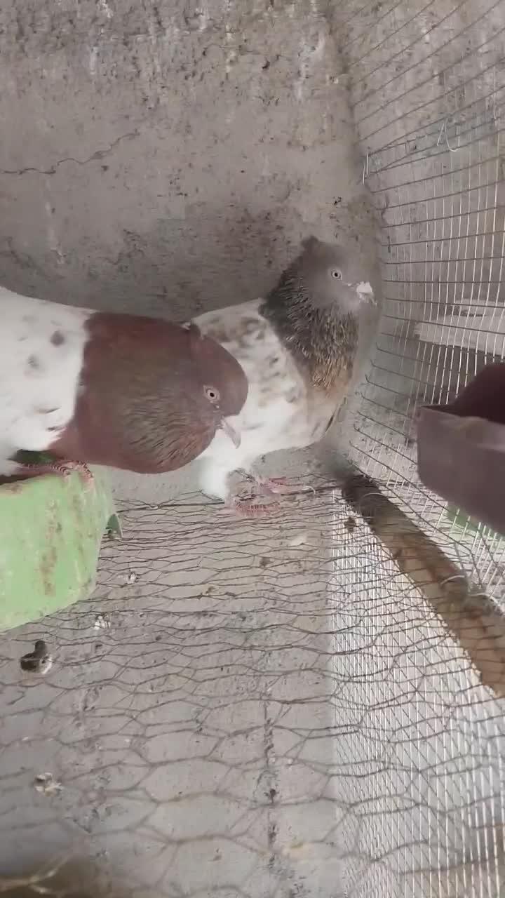 نروماده کله ای سرخ و طلایی|پرنده|لنجان, |دیوار