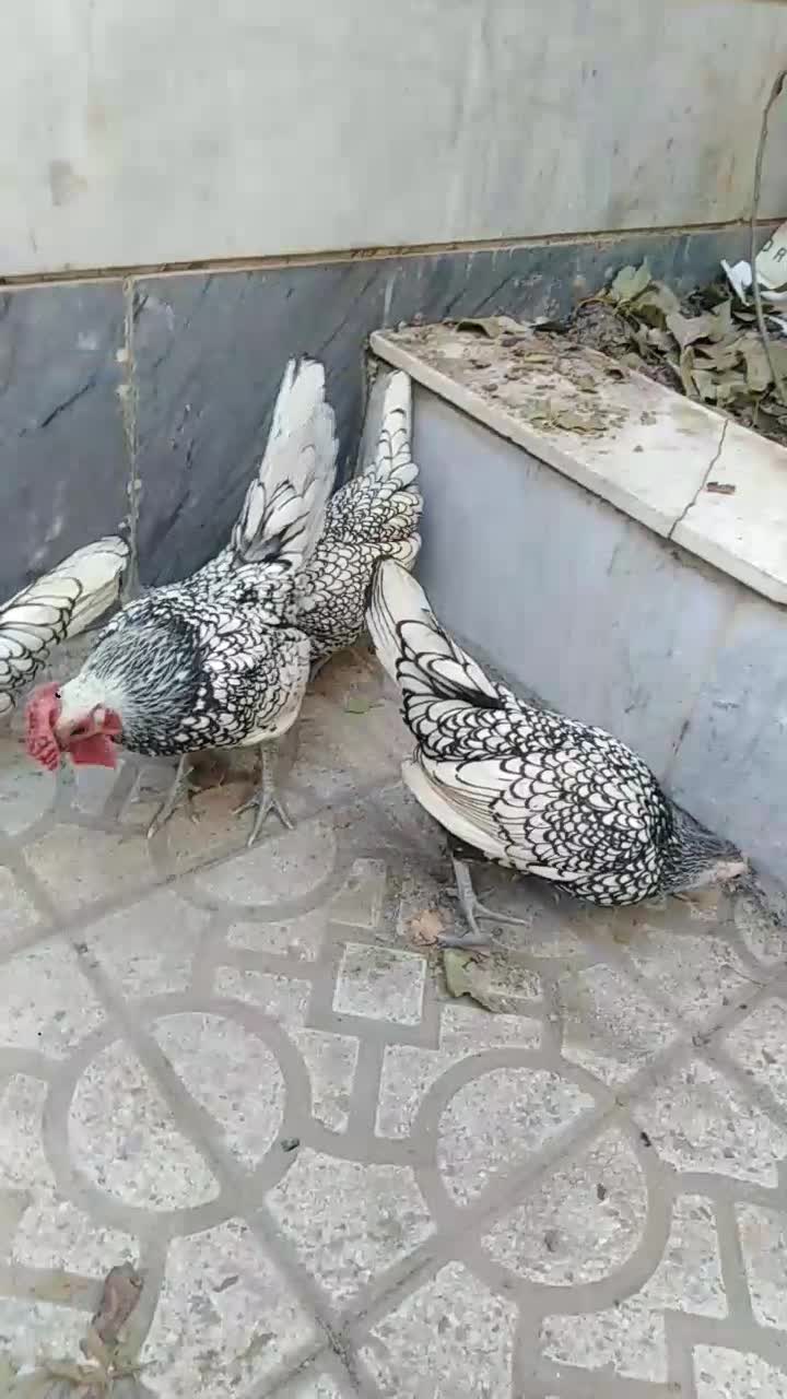 جوجه مینیاتوری|حیوانات مزرعه|کرج, حصارک بالا|دیوار