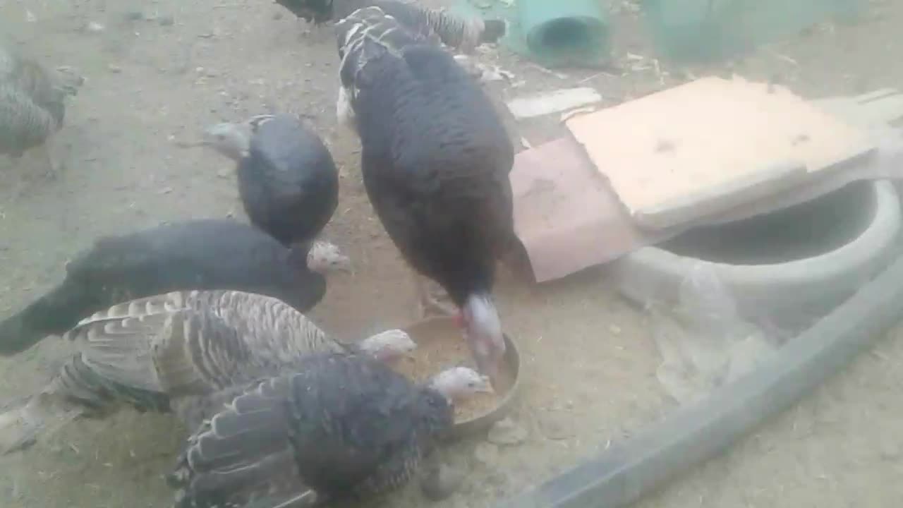 فروش بوقلمون واردک|حیوانات مزرعه|فلاورجان, |دیوار