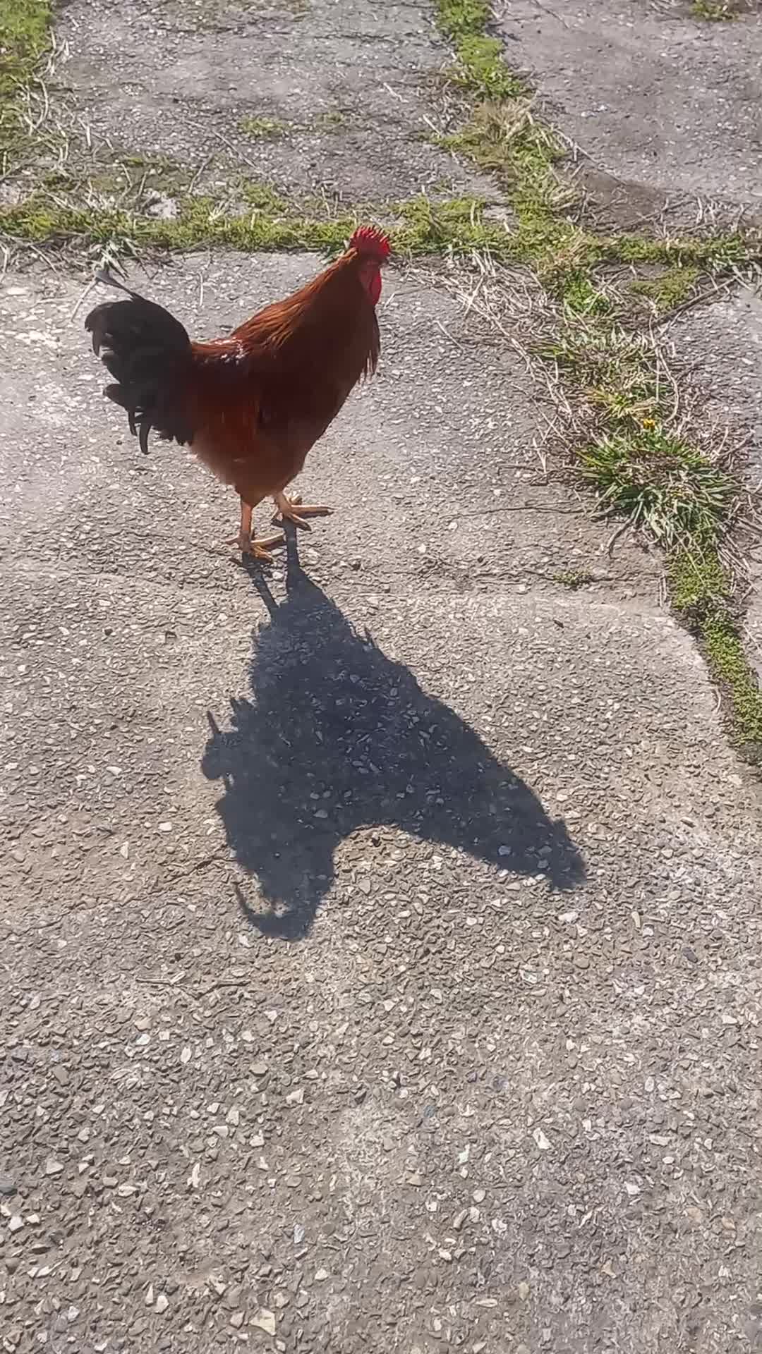 فروشی|حیوانات مزرعه|رشت, ولکس|دیوار