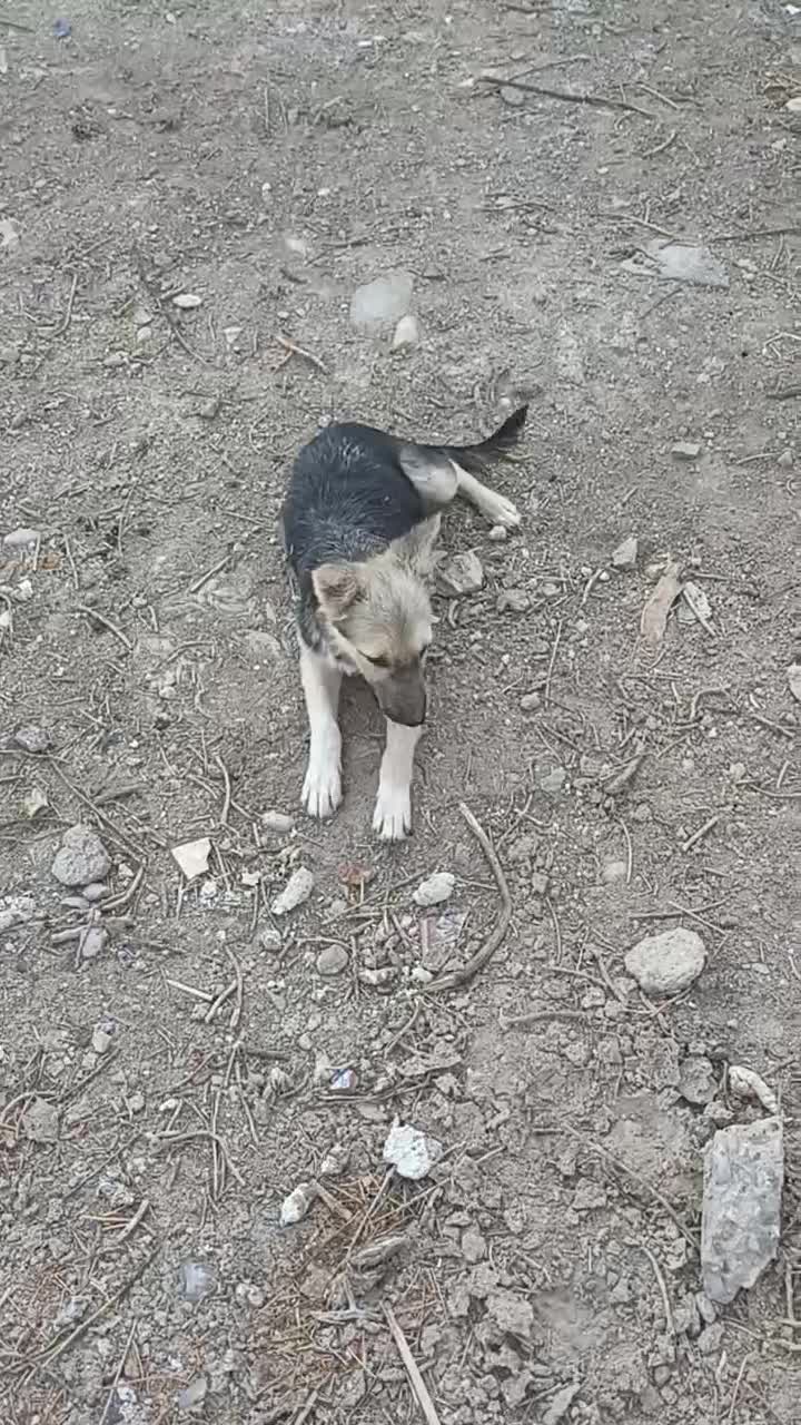 ...|سگ|سوسنگرد, |دیوار