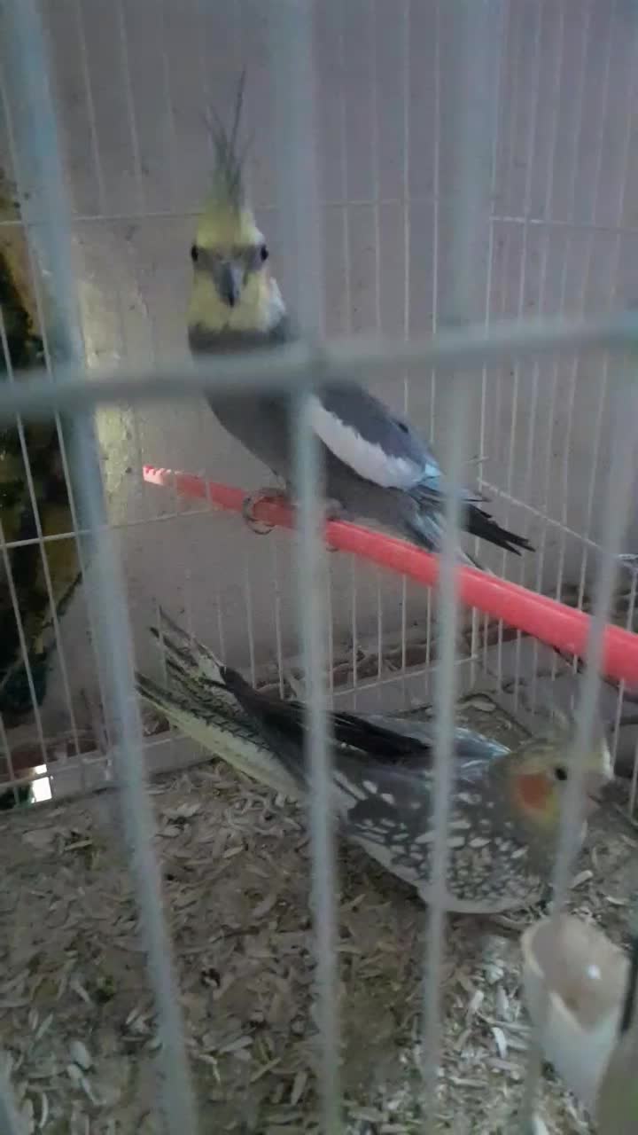 عروس هلندی|پرنده|مشهد, آبکوه|دیوار