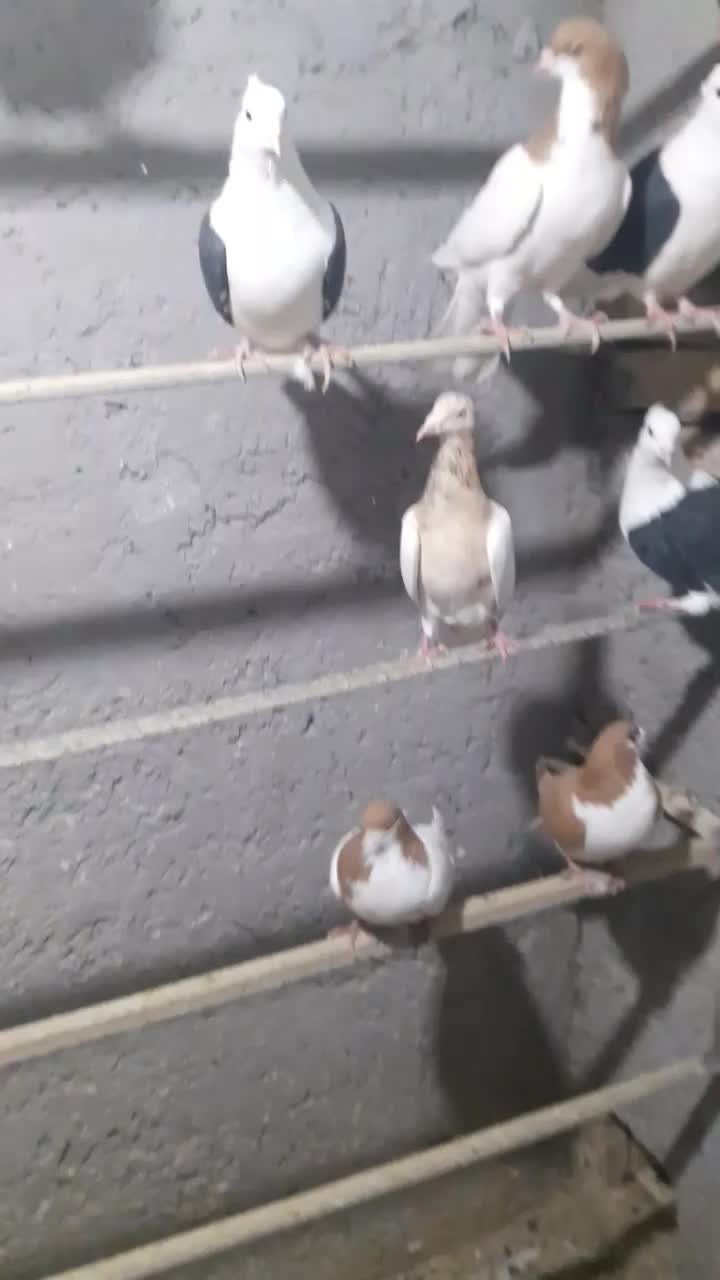 چپ زردماده یهودی هفرنگ ماده شصتی زرد گل دار|پرنده|قزوین, |دیوار