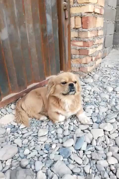 سگ باهوشوسالم|سگ|ورامین, شهرک صنعتی خیرآباد|دیوار