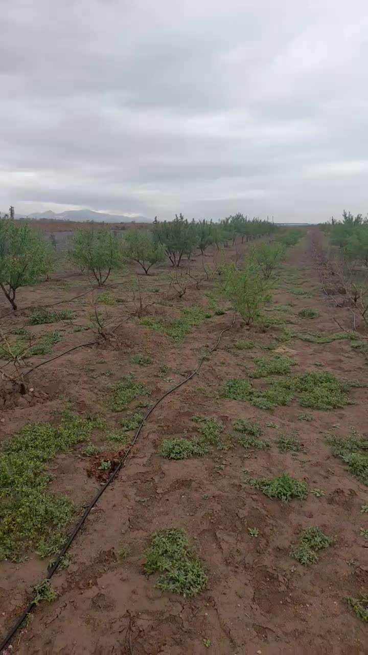 باغچه ۶هزارمتری باسند تک برگ|فروش زمین و ملک کلنگی|زرندیه, |دیوار