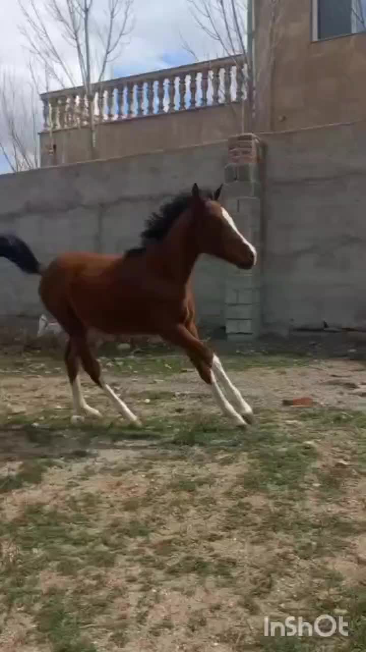 کره اسب ماده|اسب و تجهیزات اسب‌سواری|اردبیل, |دیوار