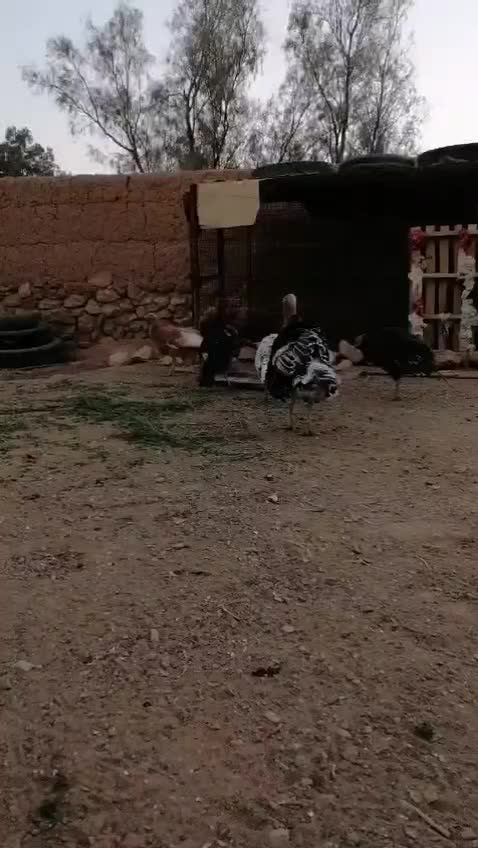 بوقلمون برنزه و بوربون|حیوانات مزرعه|عقدا, |دیوار