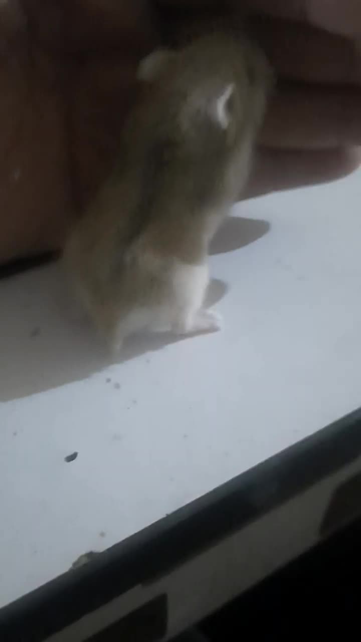 همستر کمپل، گلد، چشم قرمز|موش و خرگوش|تهران, جابری|دیوار