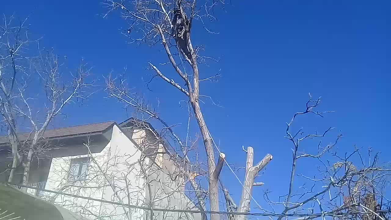 هرس .قطع درخت .خریدچوب|خدمات باغبانی و درختکاری|دماوند, دماوند|دیوار