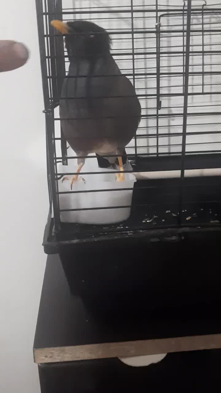 پرنده مینا|پرنده|تهران, وحیدیه|دیوار