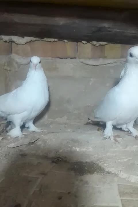 کبوتر|پرنده|مرند, |دیوار