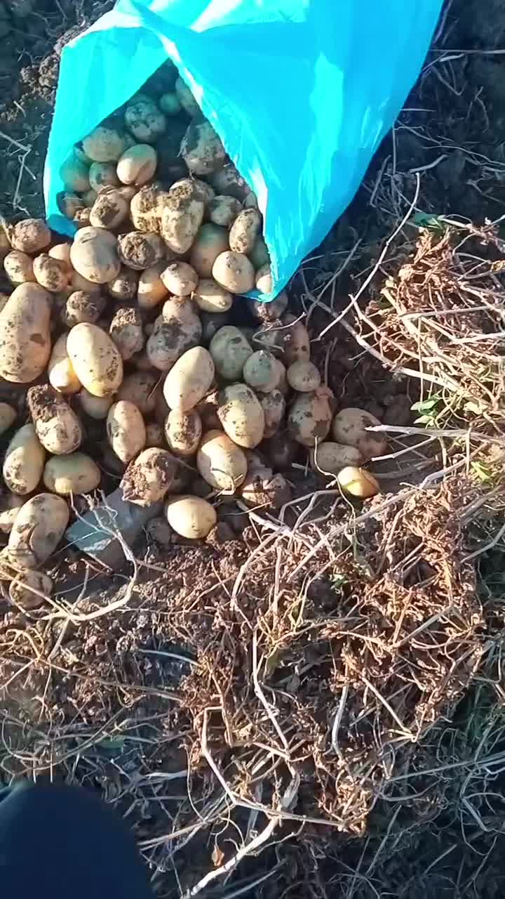 سیب زمینی آذربایجان شرقی|عمدهفروشی|تیکمه داش, |دیوار