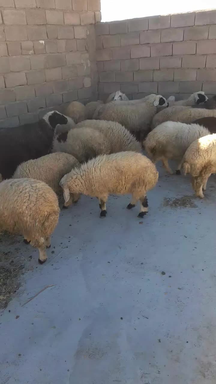 میشداشتیابستنوبره نرروهم|حیوانات مزرعه|دهبکری, |دیوار