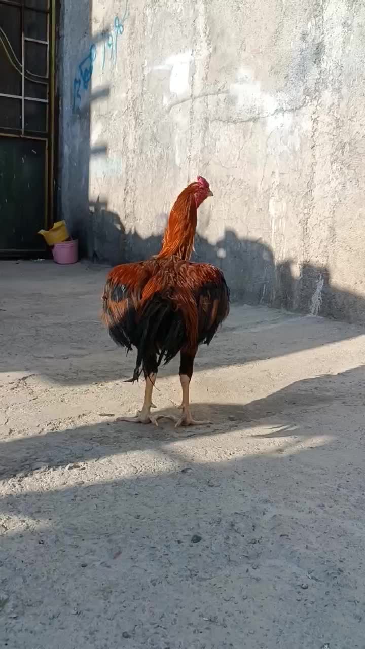 خروس لاری جوان|حیوانات مزرعه|مشکیندشت, |دیوار