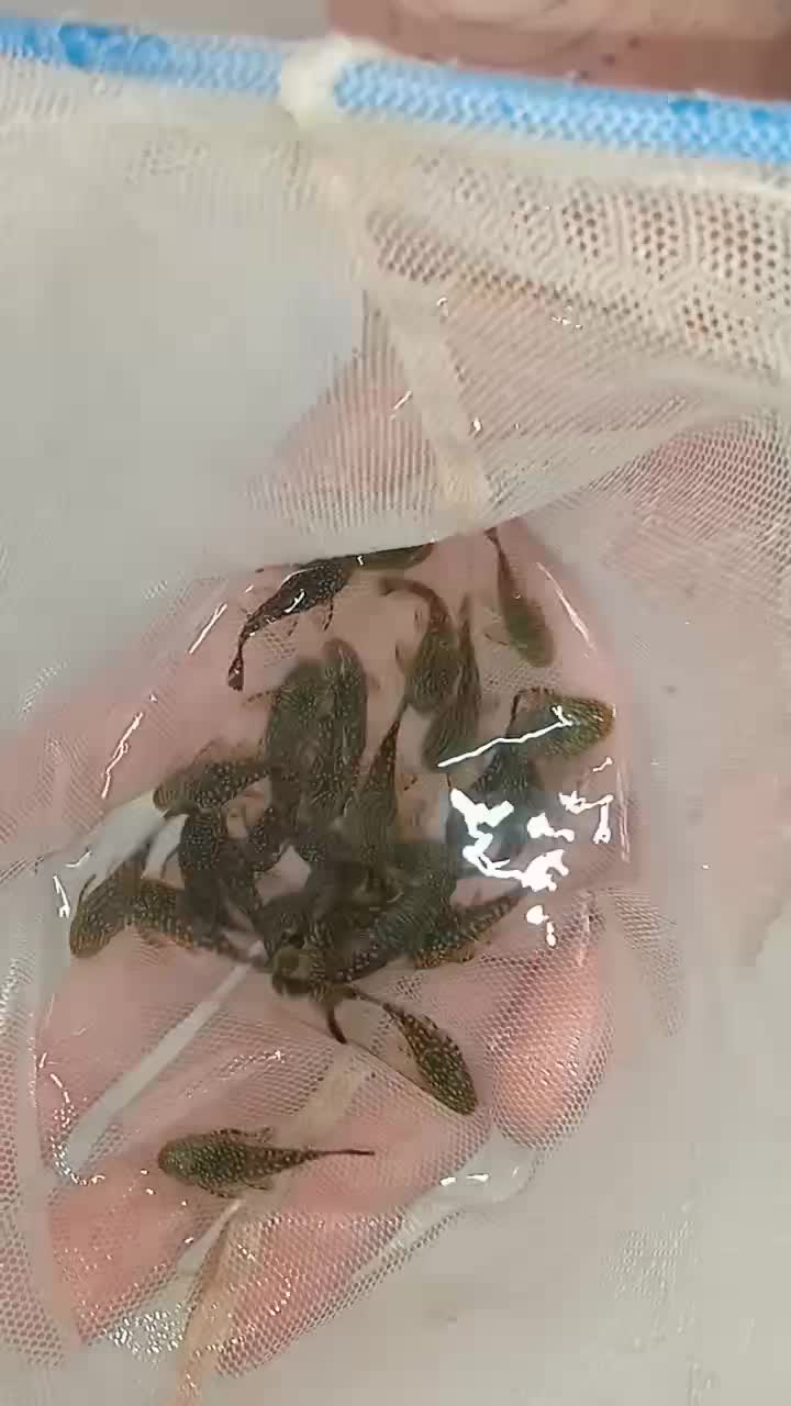 esfahan pleco|ماهی|اصفهان, ارزنان|دیوار