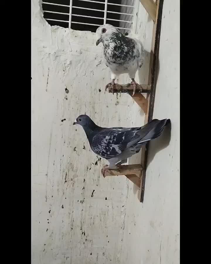 کبوتر|پرنده|ملک‌آباد, |دیوار