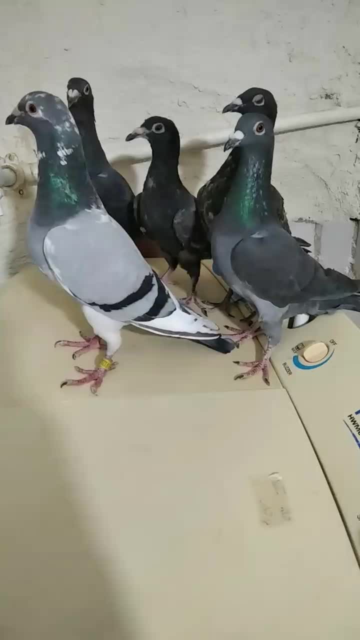 کبوتر مسافتی|پرنده|موچش, |دیوار