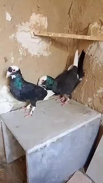 پلنگ سیاه|پرنده|زهک, |دیوار