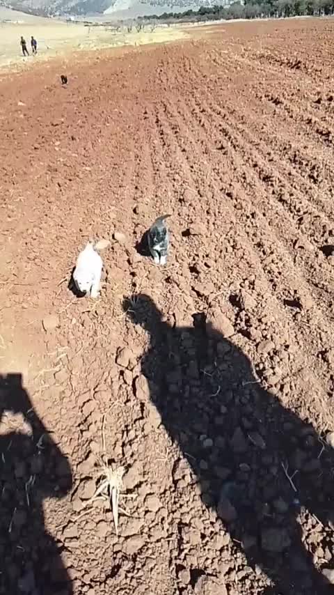 توله سگ|سگ|کرمانشاه, |دیوار