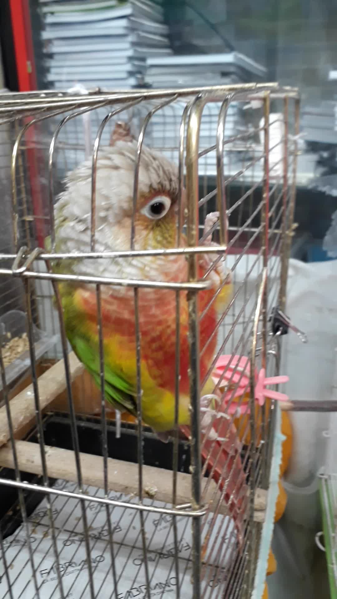 گرینچیک|پرنده|تهران, آشتیانی|دیوار