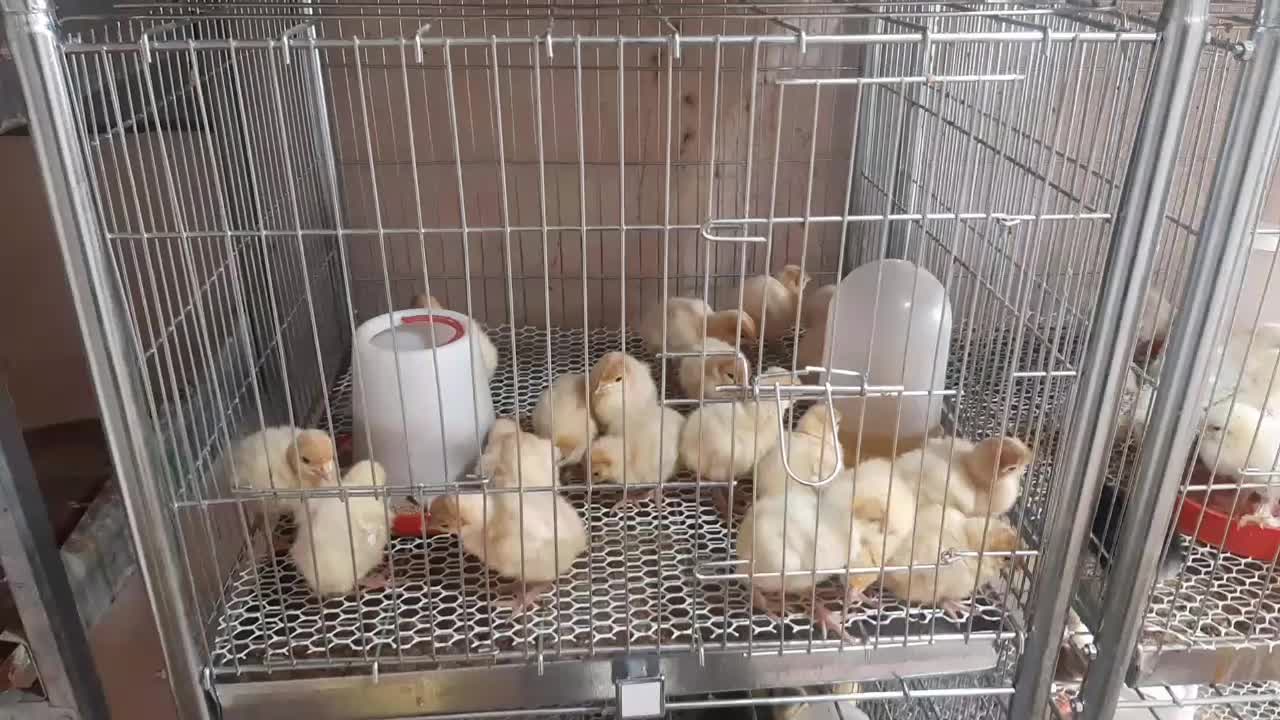 بوقلمون بیوتی 6|حیوانات مزرعه|نوشین شهر, |دیوار