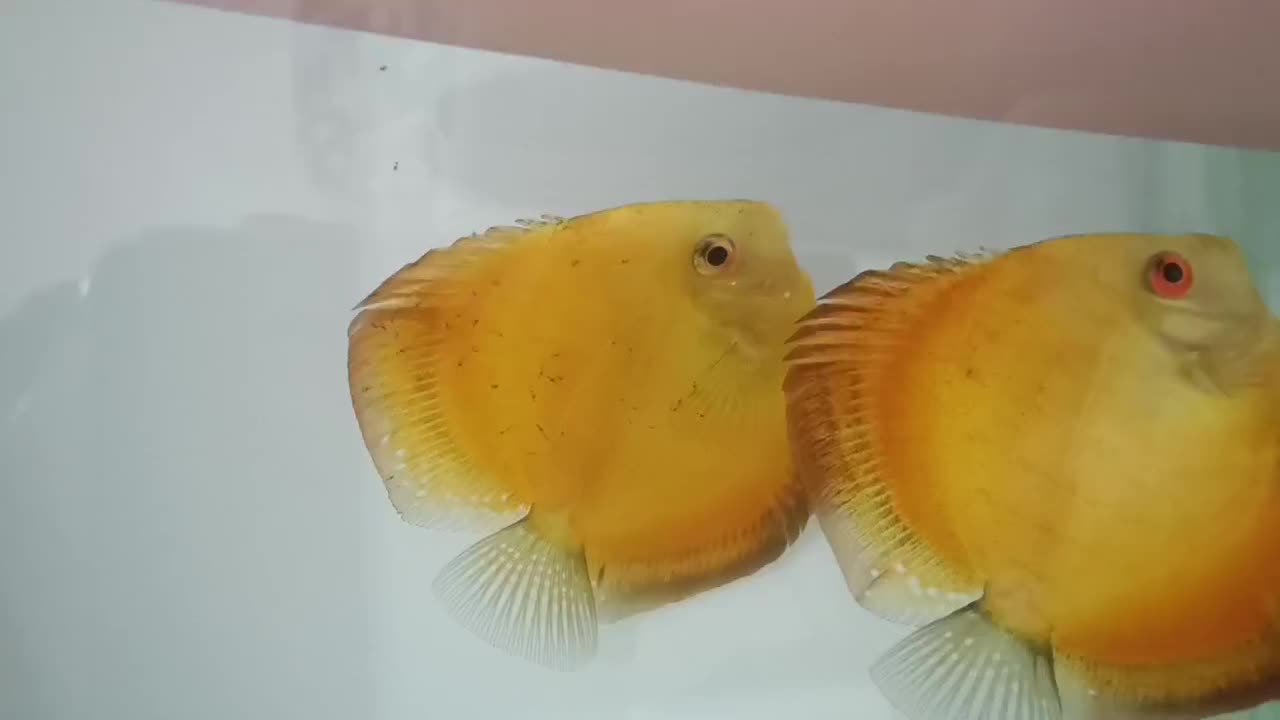 ماهی دیسکس مولد|ماهی|اردبیل, |دیوار