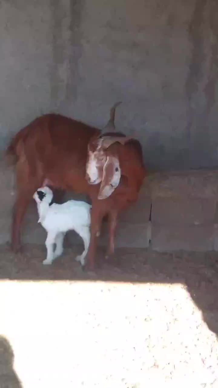 بز شکم اول تازه را با بزغاله ماده عروسک گوسفند|حیوانات مزرعه|آق قلا, |دیوار