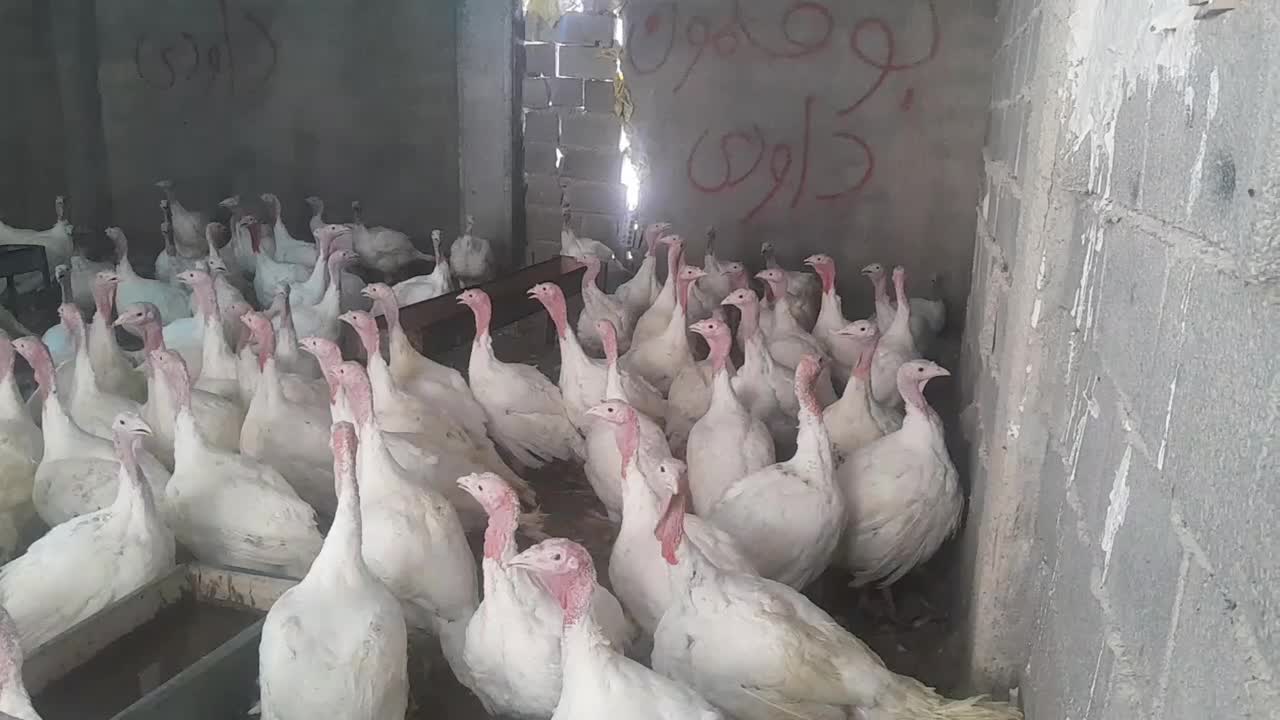 بوقلمون زنده وگوشت بوقلمون|حیوانات مزرعه|شباب, |دیوار